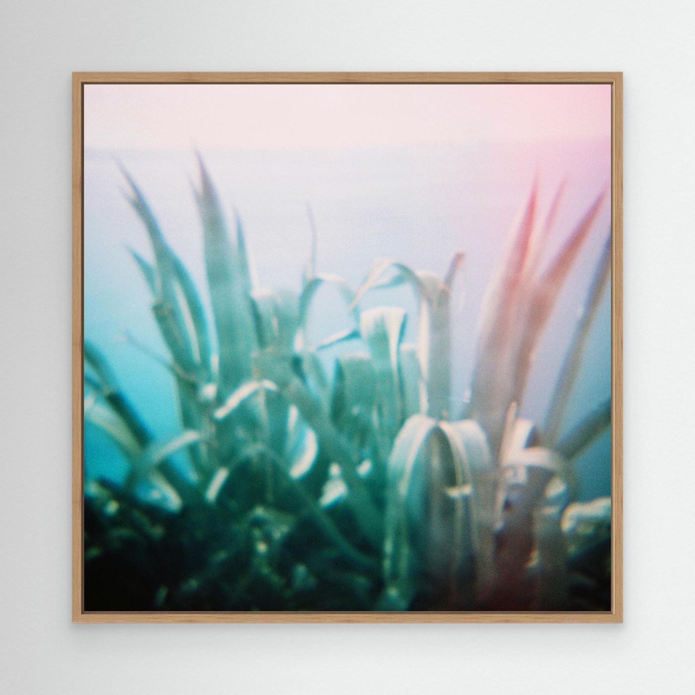 'Dreaming of places | Agave' Photo Art - Framed Canvas Art Print